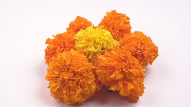 Beyaz arkaplanda sarı ve turuncu kadife çiçekleri