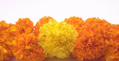 Beyaz arkaplanda sarı ve turuncu kadife çiçekleri