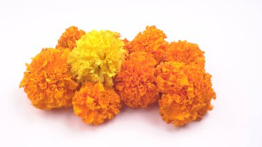 Beyaz arkaplanda sarı ve turuncu kadife çiçekleri