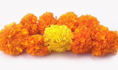 Beyaz arkaplanda sarı ve turuncu kadife çiçekleri