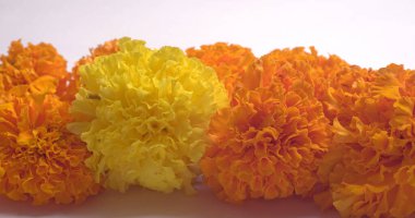 Beyaz arkaplanda sarı ve turuncu kadife çiçekleri