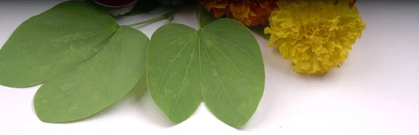 Green Leaves Marigold Flowers White Background — Stock Photo, Image