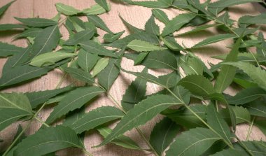 Tahta yüzeyde tıbbi yapraklar, cilt bakımı ve güzellik konsepti