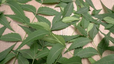 Tahta yüzeyde tıbbi yapraklar, cilt bakımı ve güzellik konsepti