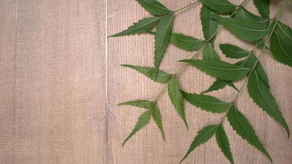 Tahta yüzeyde tıbbi yapraklar, cilt bakımı ve güzellik konsepti
