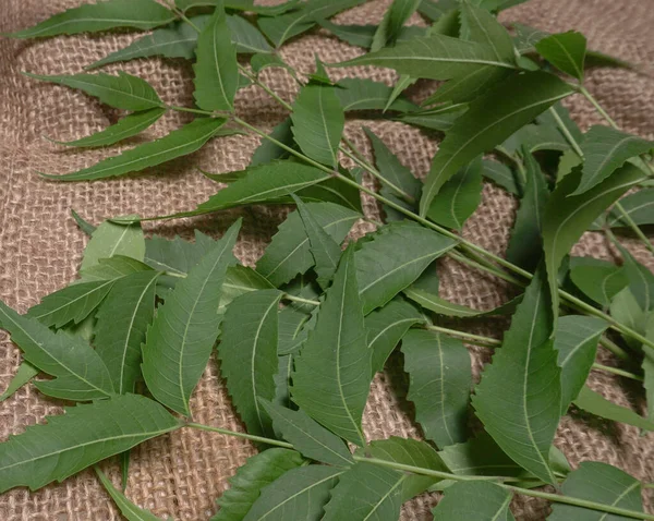 İlaç yaprakları çuval bezi yüzeyinde, cilt bakımı ve güzellik konseptinde