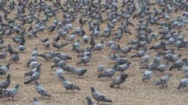 Hindistan 'da sokaklarda güvercinler cirit atıyor.