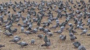 Güvercin sürüsü tohumları gagalar.