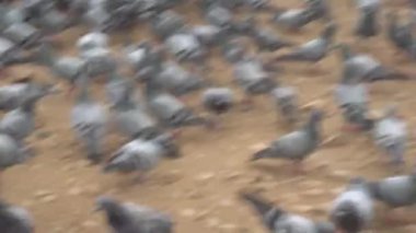 Hindistan 'da sokakta güvercinler cirit atıyor, mavi kasede bir güvercin suyla.