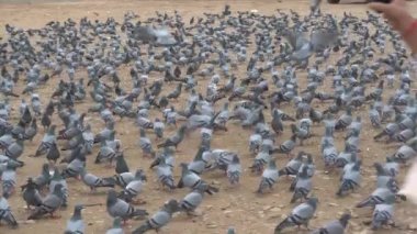 Hindistan 'da sokaklarda güvercinler cirit atıyor.