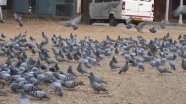 Hindistan 'da sokaklarda güvercinler cirit atıyor.