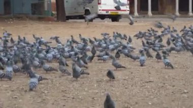 Hindistan 'da sokaklarda güvercinler cirit atıyor.