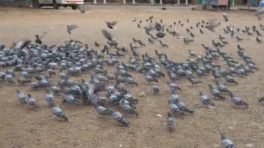 Hindistan 'da sokaklarda güvercinler cirit atıyor.