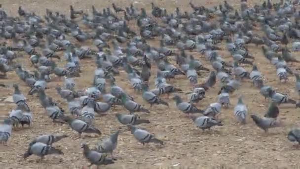 鳩はインドの通りに群がっている — ストック動画