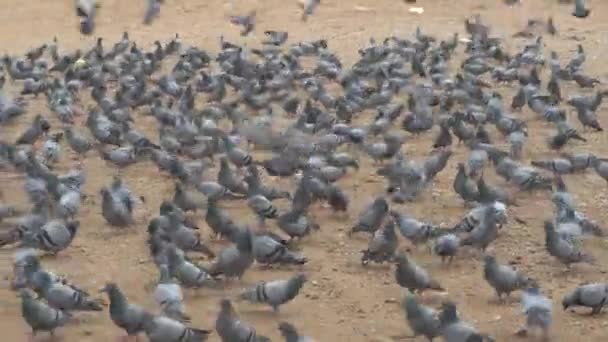 Des Pigeons Grouillent Dans Rue Inde — Video