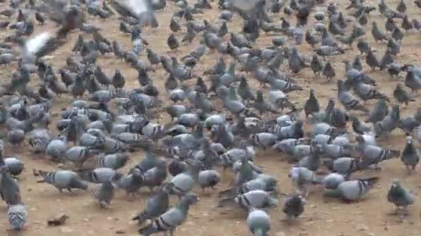 鳩はインドの通りに群がっている — ストック動画