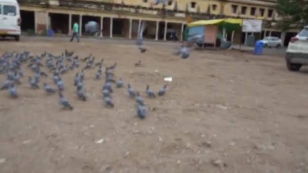 Hindistan Sokaklarında Gökyüzüne Uçan Güvercinler — Stok video