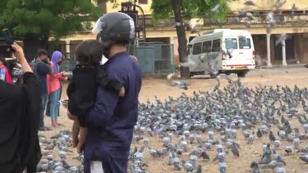 Pigeons Swarm Street India — Stock Video