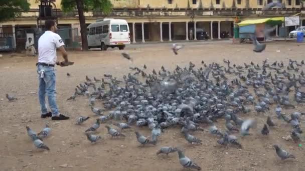 Homem Alimentando Pombos Enxame Rua Índia — Vídeo de Stock