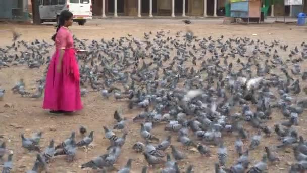 Жінка Голубиним Роєм Вулиці Індії — стокове відео