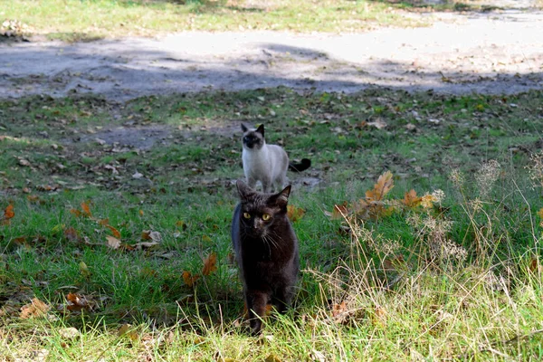 Siamesische Katze Und Schwarze Katze Gras — Stockfoto