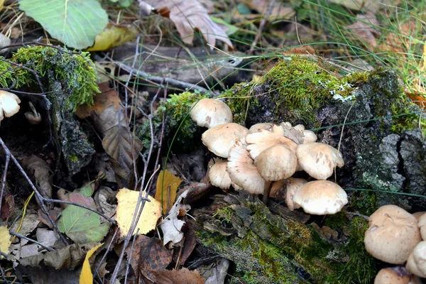 Funghi Nella Lettiera Della Foresta Circondati Muschio Foglie Gialle — Foto Stock