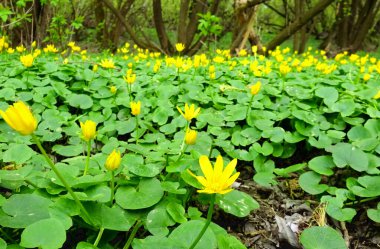 Baharın ilk zamanlarının sarı çiçek sembolü.