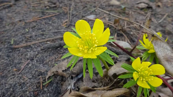 Желтый Цветочный Символ Ранней Весны — стоковое фото