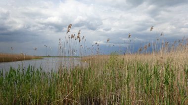 Suyun pürüzsüz yüzeyi ve uzun sazlıklar..
