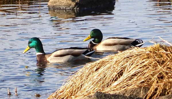 Eenden Andere Watervogels Die Het Kalme Wateroppervlak Zwemmen — Stockfoto