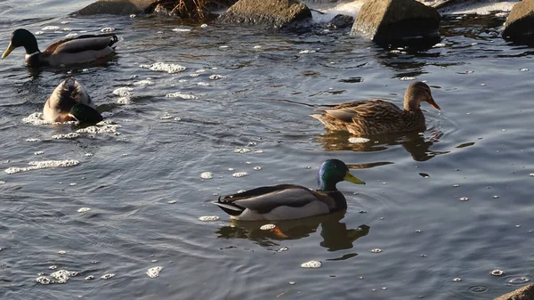 鸭子和其他水鸟在平静的水面上游动 — 图库照片