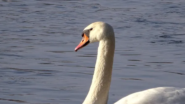 Ein Großer Weißer Schwan Schwimmt Auf Der Ruhigen Wasseroberfläche — Stockfoto