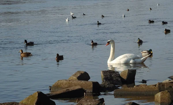 Большой Белый Лебедь Плавает Спокойной Поверхности Воды — стоковое фото