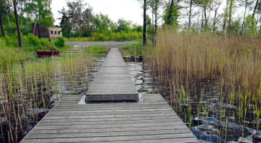 İskeleli, uzun kamışlı, ağaçlı sahil manzarası.