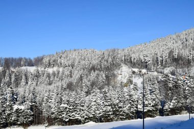 Tepenin karla kaplı çam ağaçlarıyla manzarası. Dağlarda kış.