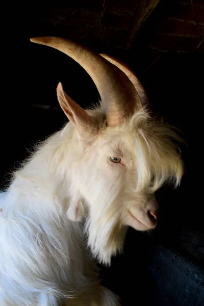 White Mountain Goat Large Horns Black Background — Foto Stock