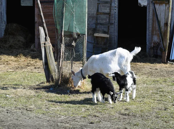 Una Gamuza Blanca Con Corderos Pequeños Pastando Hierba Patio Rural —  Fotos de Stock