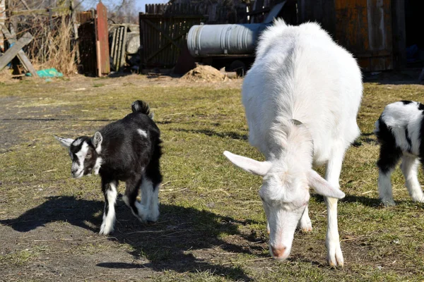 White Chamois Small Lambs Grazing Grass Rural Yard Grazing Goat — Fotografia de Stock