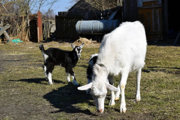 Egy Fehér Puhapöcs Kis Bárányokkal Füvön Vidéki Udvar Legeltetett Kecskével — Stock Fotó