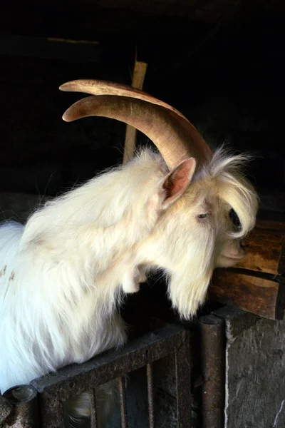White Mountain Goat Large Horns Black Background — Foto Stock