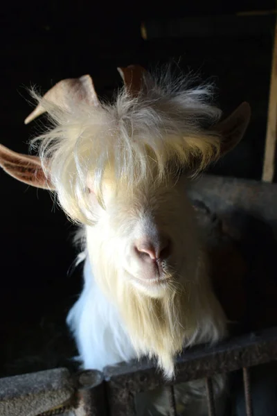 White Mountain Goat Large Horns Black Background — Foto Stock