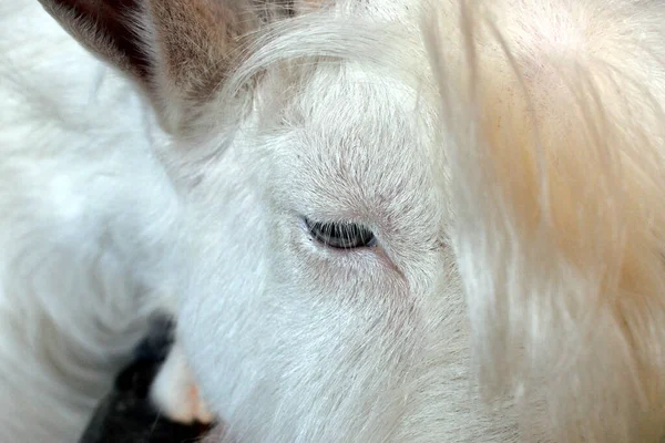 White Mountain Goat Large Horns Black Background — ストック写真