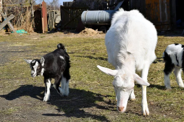 Una Gamuza Blanca Con Corderos Pequeños Pastando Hierba Patio Rural — Foto de Stock