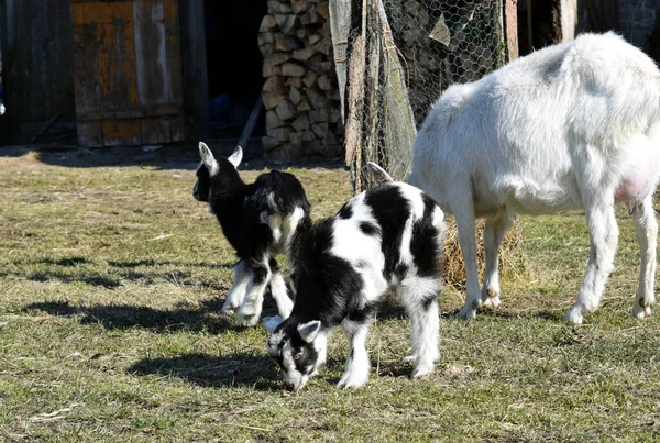 Una Gamuza Blanca Con Corderos Pequeños Pastando Hierba Patio Rural —  Fotos de Stock