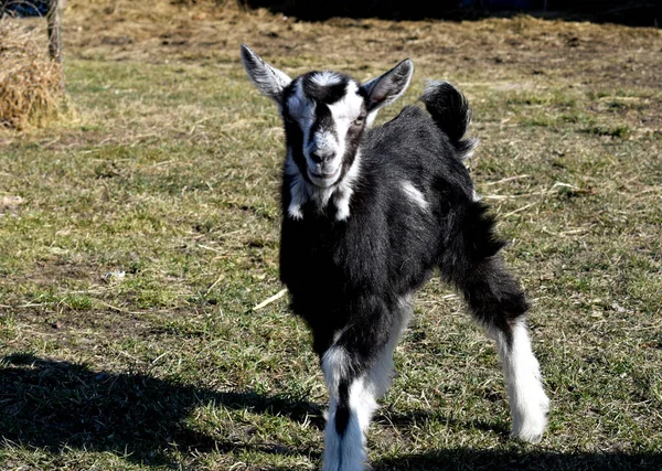 Kis Bárányok Legelnek Színes Kecskék Anyjukkal Legelnek Tavaszi Fűben — Stock Fotó