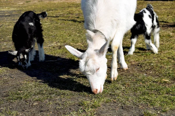 Little Lambs Grazing Colorful Goats Mother Grazing Spring Grass — Foto Stock