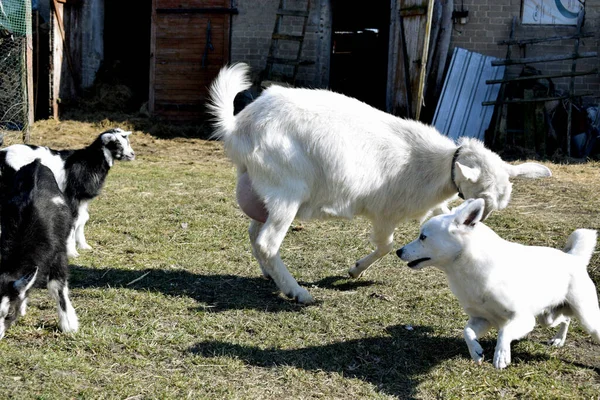 Pequeñas Ovejas Pastando Cabras Coloridas Con Madre Pastando Hierba Primavera — Foto de Stock