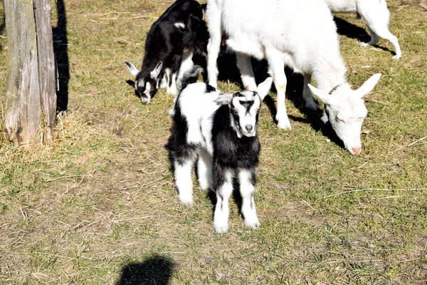 Pequenas Ovelhas Pastando Cabras Coloridas Com Sua Mãe Pastando Grama — Fotografia de Stock