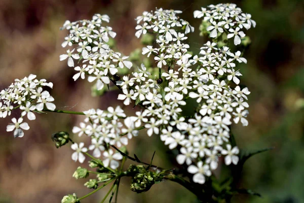 Bílá Drobounká Květinka Malým Broukem Který Skrývá Mezi Drobnými Květy — Stock fotografie