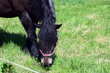 Yeşil bir otlağın arka planında güzel, gür, açık renk yeleli siyah paltolu otlayan bir at..